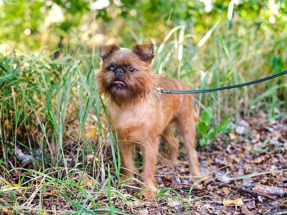 brussels-griffon dog in grass