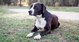 Is Your New Pet’s Stomach Acting Up? Here’s Why (and What to Do)