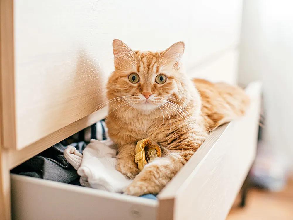 orange cat inside of a dresser drawer