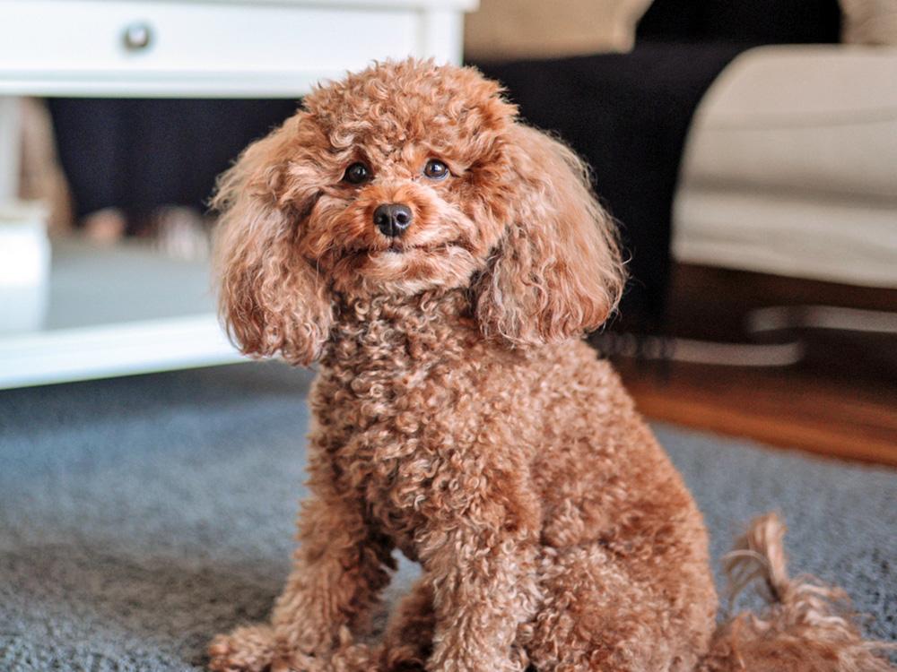 small semi-low maintenance poodle