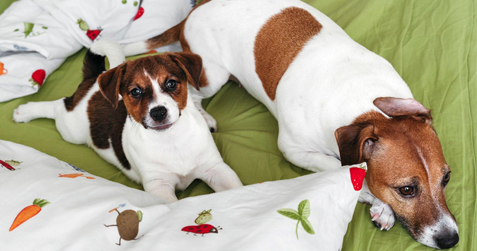 Adopting a Puppy vs. An Older Dog: Here’s What You Need to Know