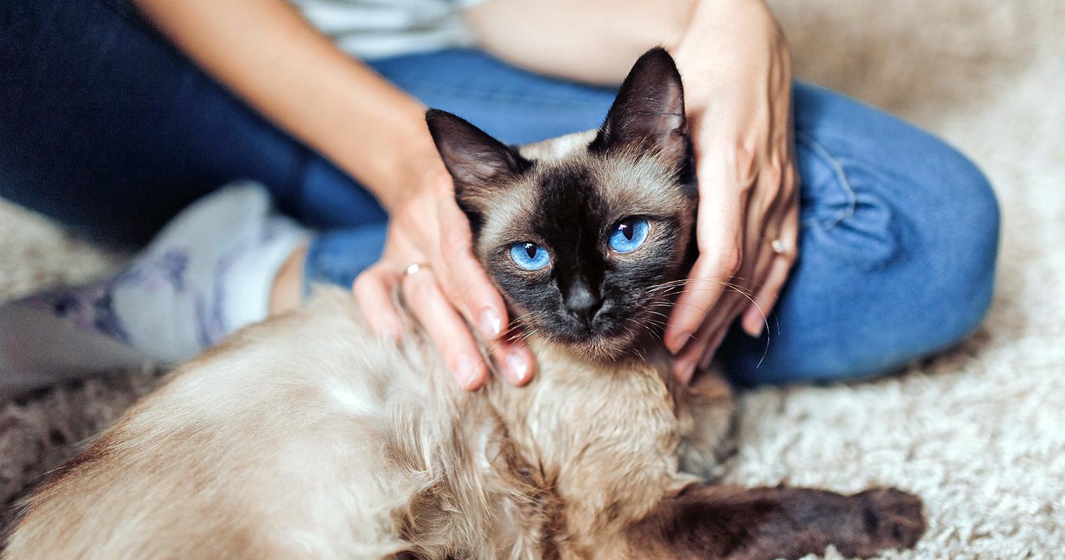 15 Facts That Prove Siamese Cats Are Total Icons