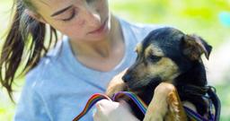 How to Choose an Animal Charity to Support