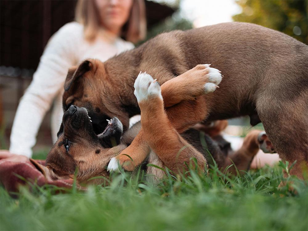 two puppies playing together