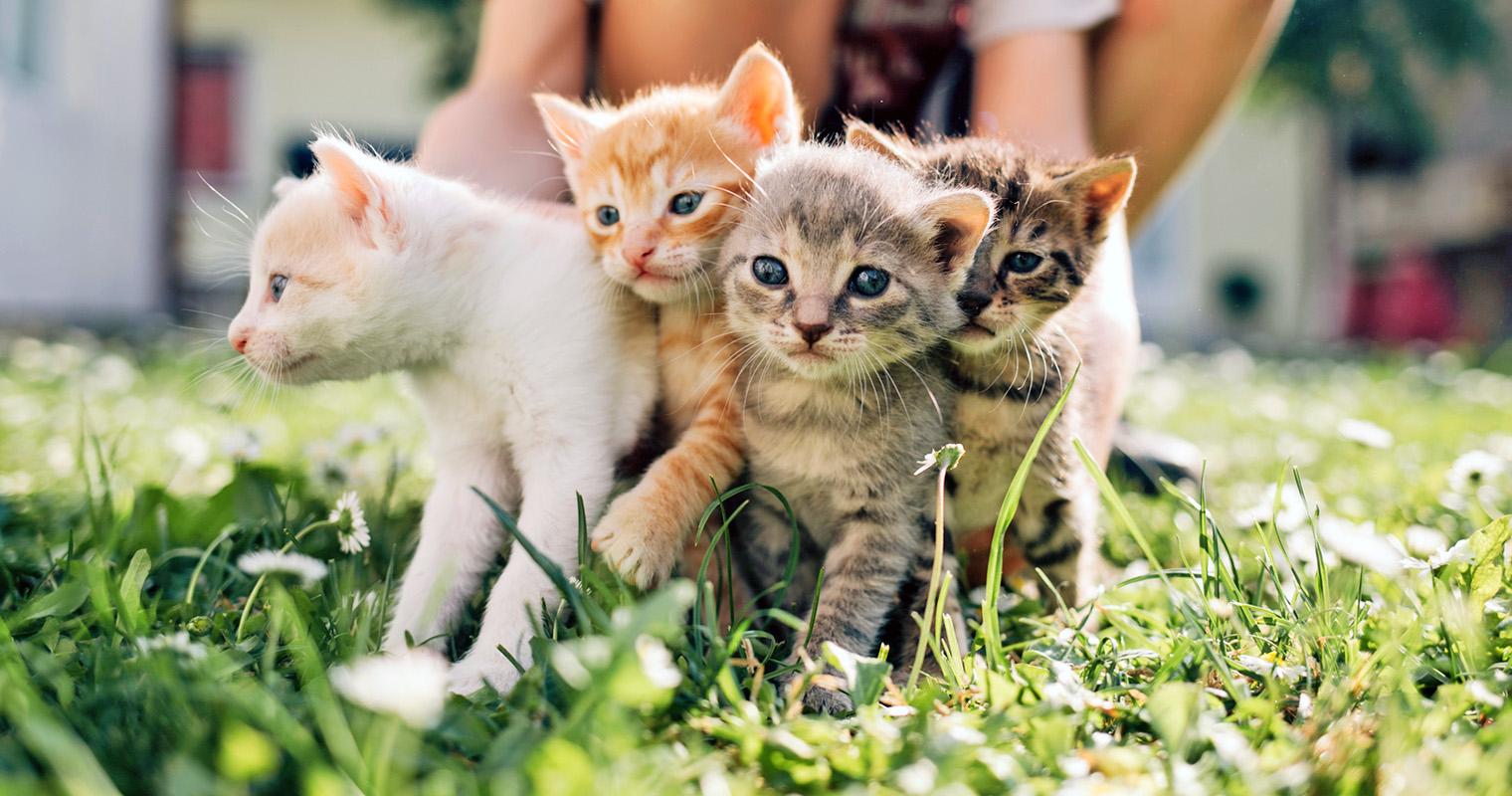 Fostering Kittens: Tips, Prep, and What to Expect