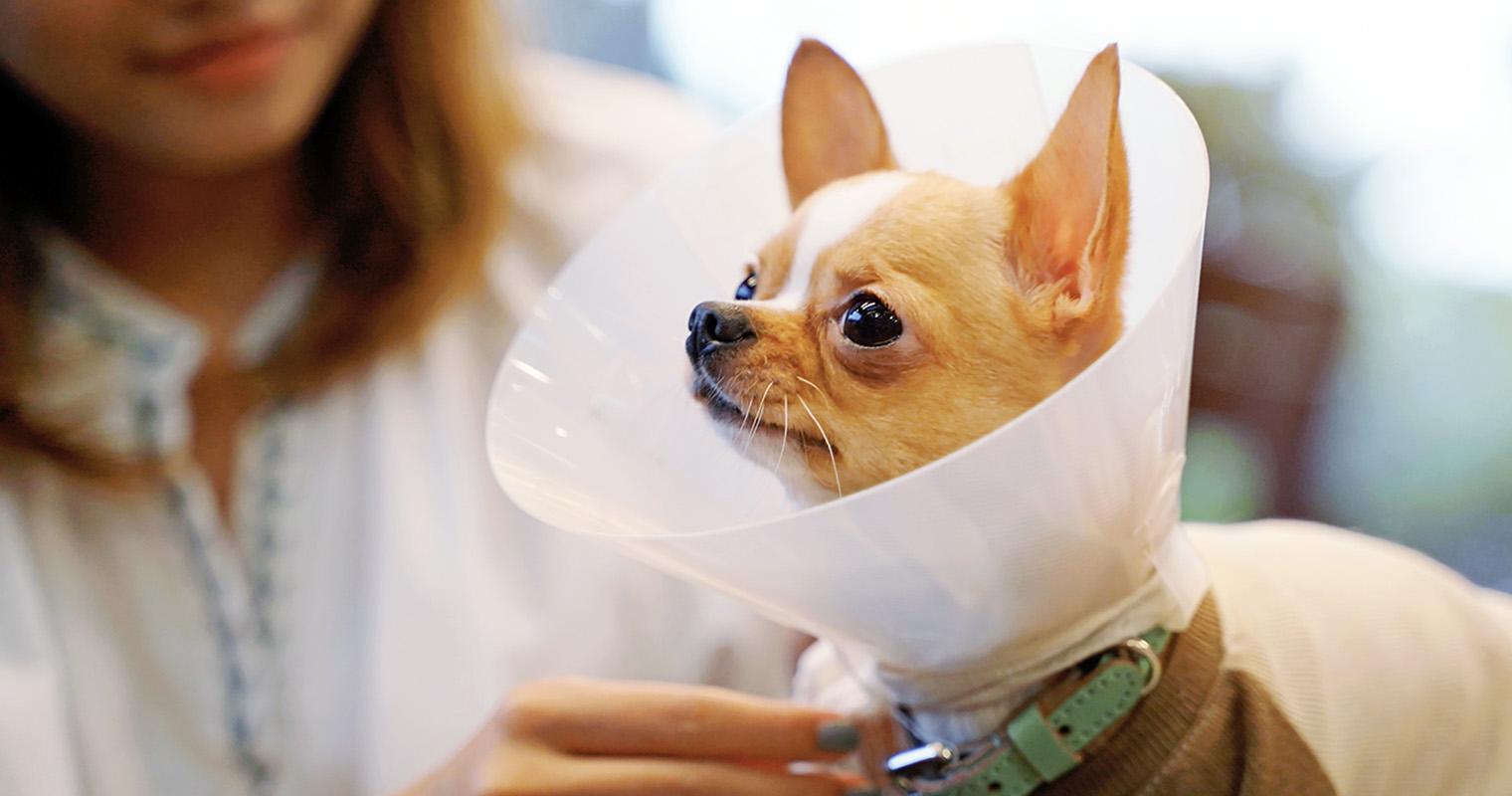 Why You Should Neuter or Spay Your Dog