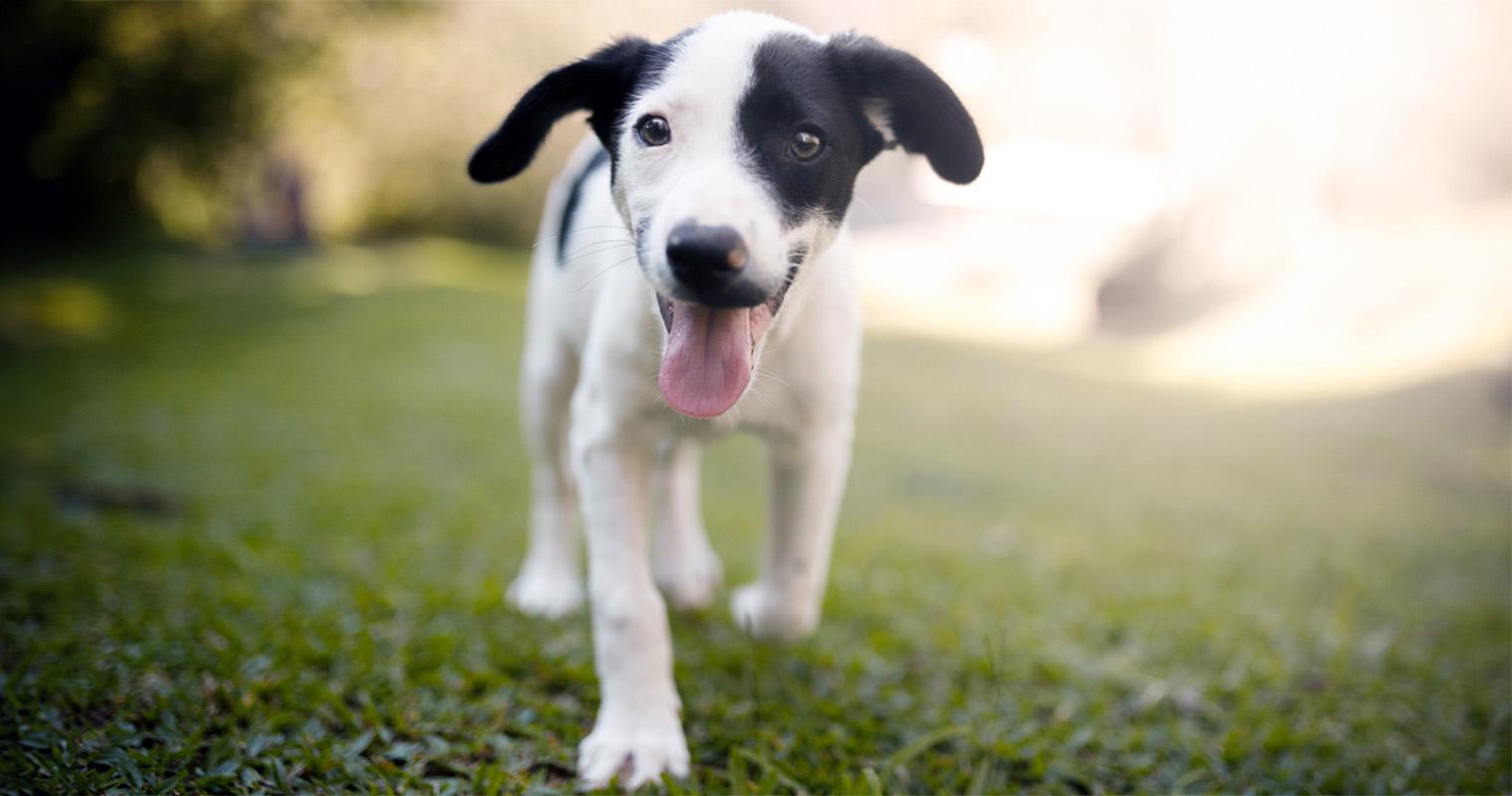 How to Raise a Puppy: Dog Training Tips for New Pet Parents