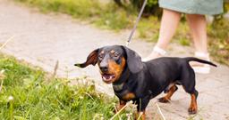 Why Does Your Dog Bark at You? Understanding Canine Communication