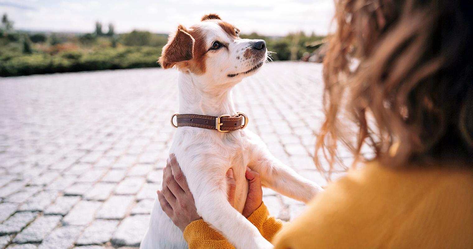 The Real Costs of Dog Parenthood—And Tips to Keep Ahead