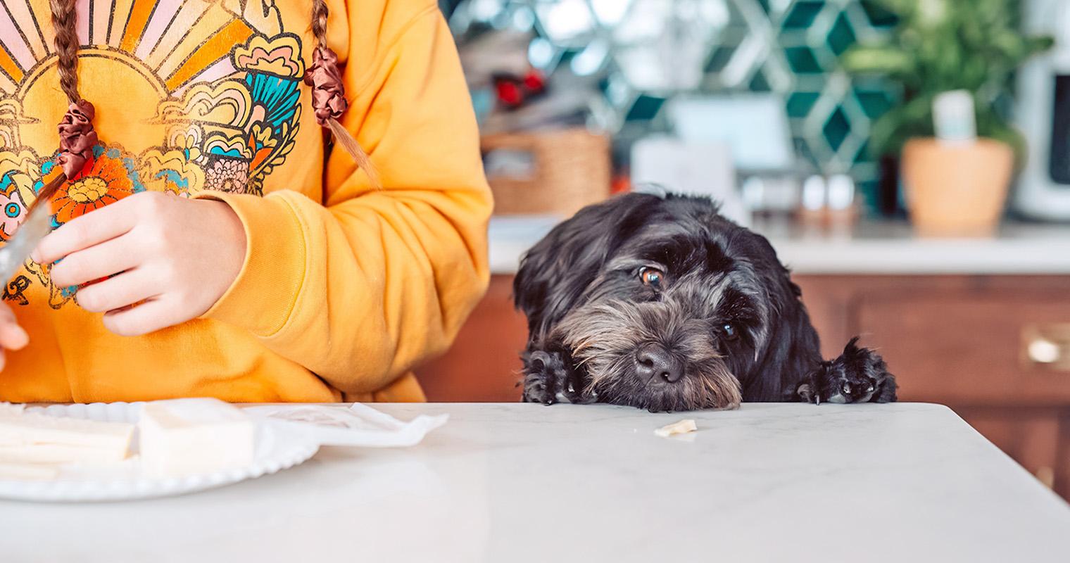 How Do I Stop My Dog From Counter Surfing?