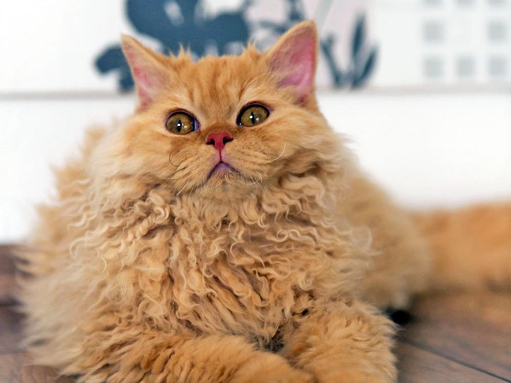 Selkirk Rex cat