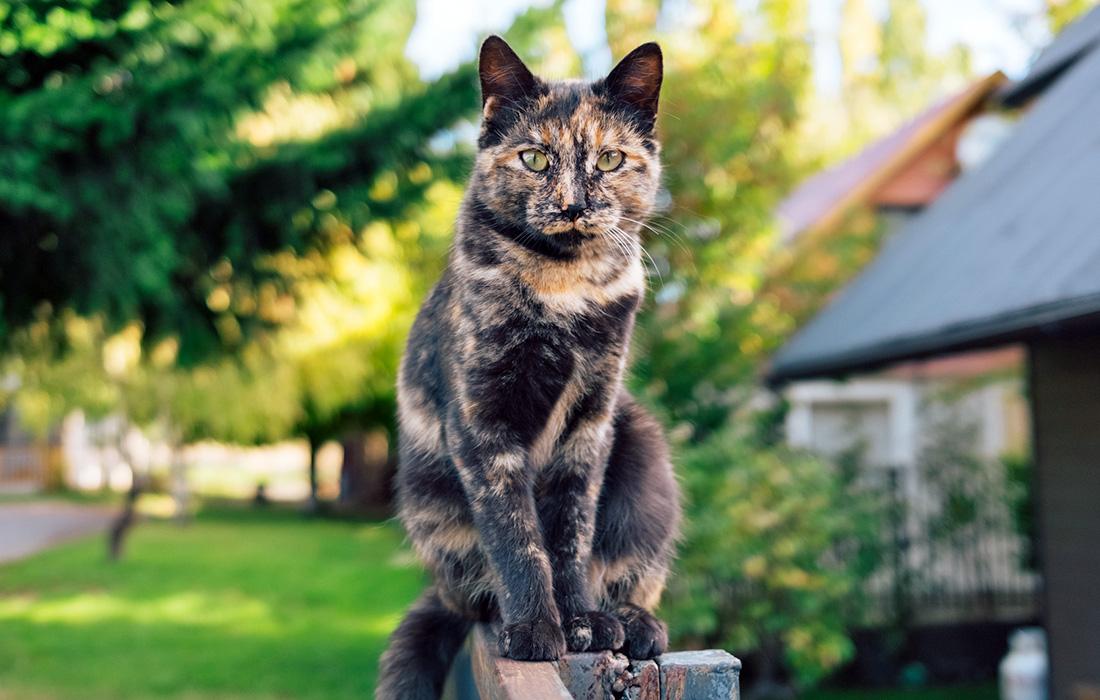 tortie cat sitting on fence