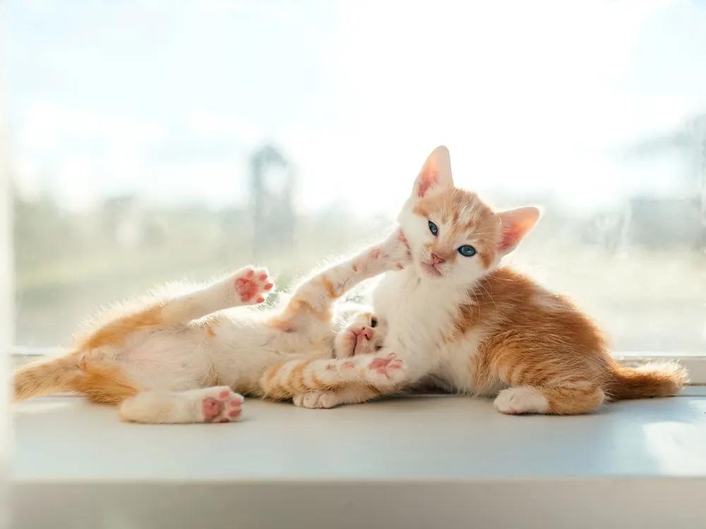 two orange kitties