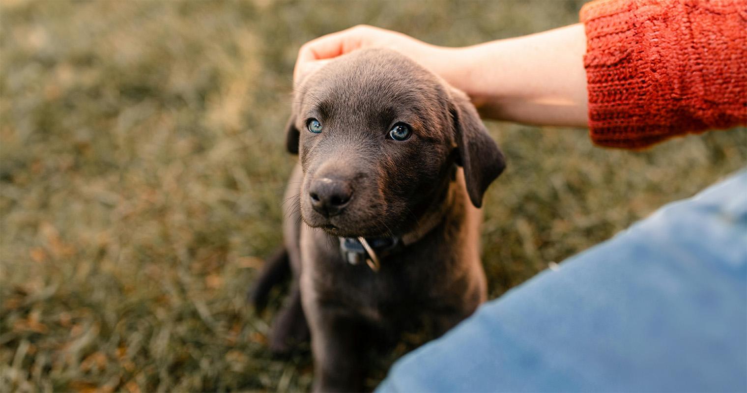 What to Know About Fostering Puppies