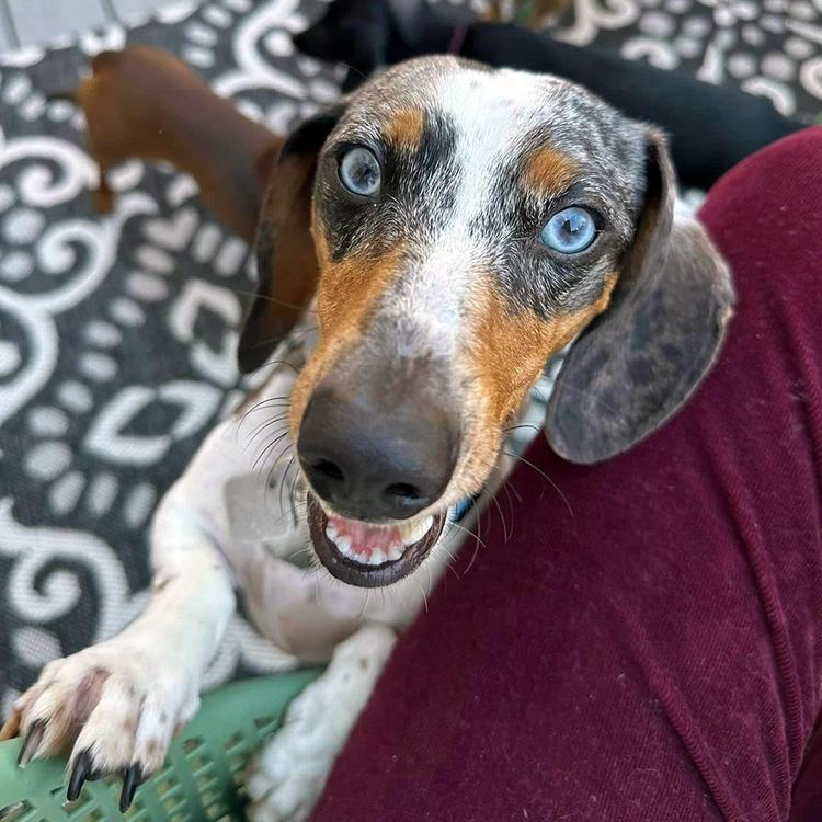 dachshund rescue