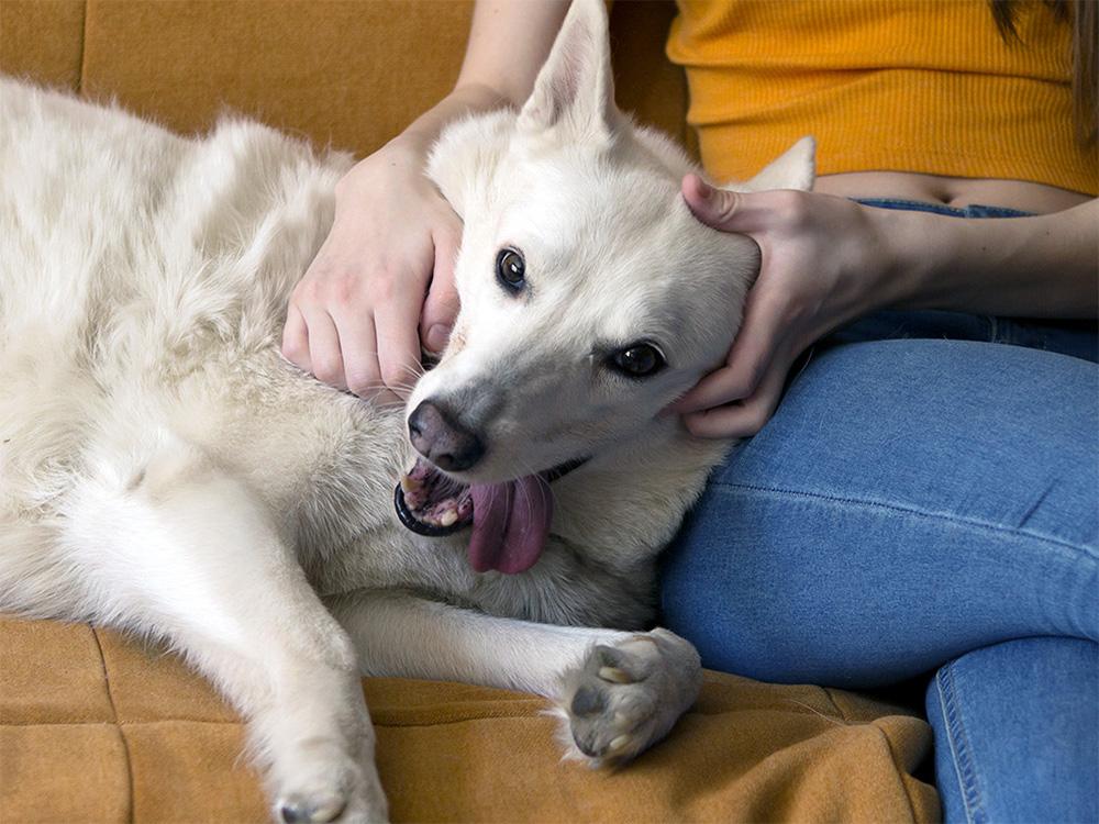 husky on couch