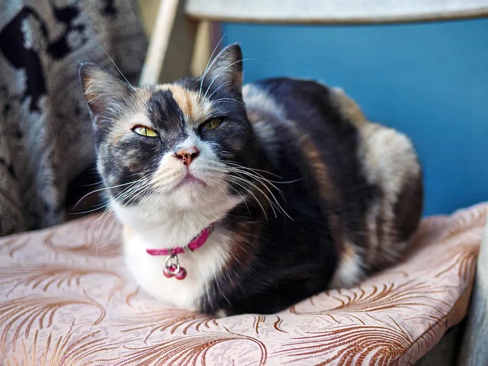 domestic tortie cat sitting in a loaf