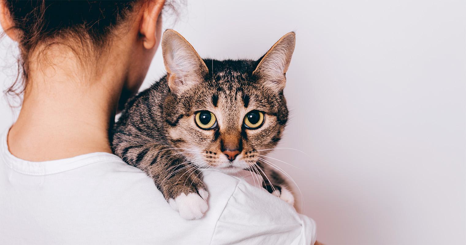 Where Can I Surrender My Cat For Free?