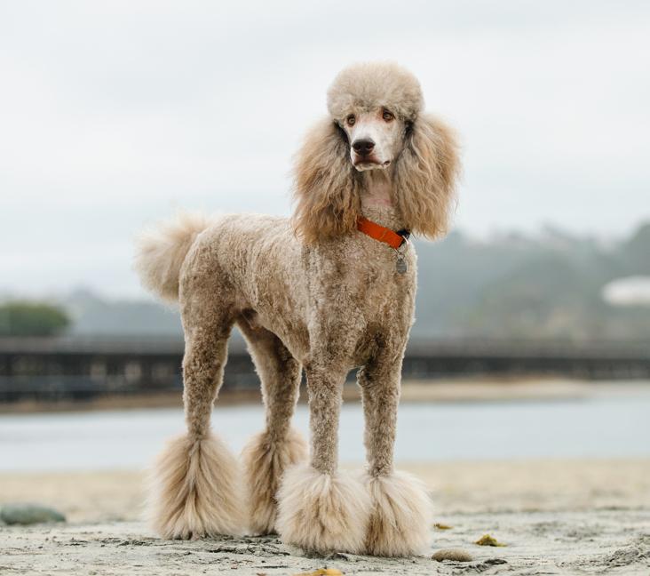 Do Standard Poodles shed?