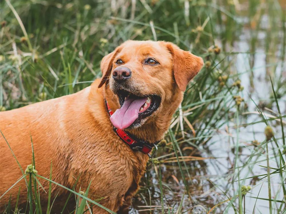 labrador retriever dog in water