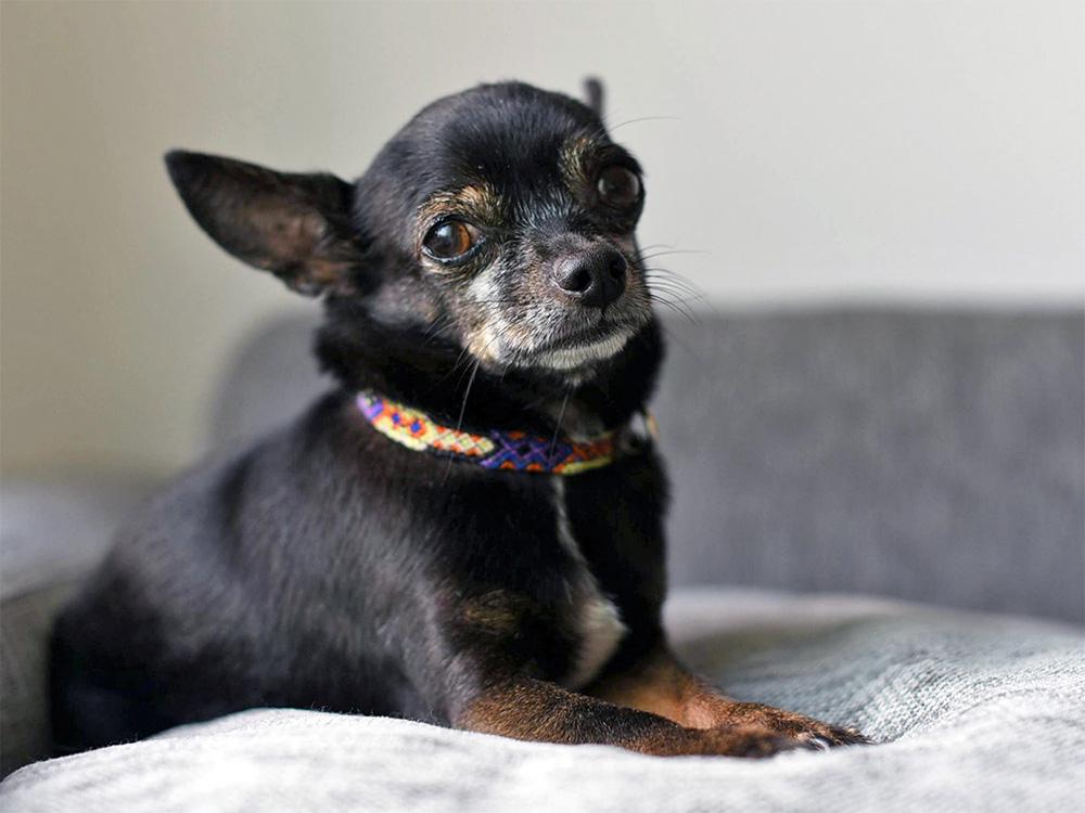 black chihuahua dog